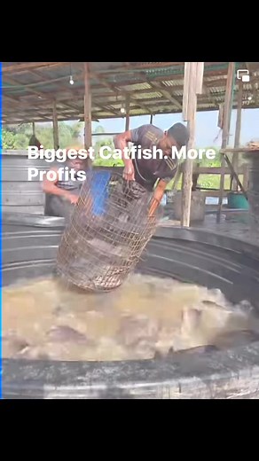 26 reactions | The time to invest in fish farming and make profits is NOW  | The Ghanaian Farmer | Facebook