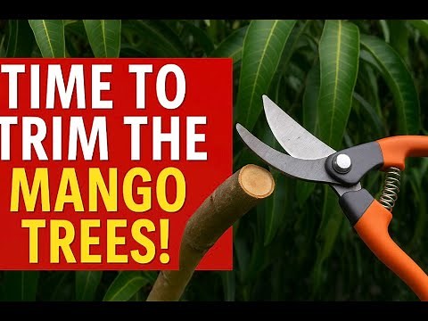 Mango Tree Trimming – See How Much I Cut Off Each Tree