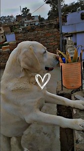 Mera shakal achcha nahin Hai to Kya hua 🥰#youtubeshorts #shortvideo #shorts ‪@Sumanraj7870‬