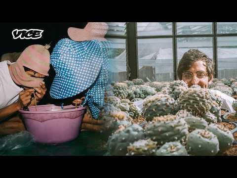 Testing How Kratom Affects the Brain | VICE | Blueprint
