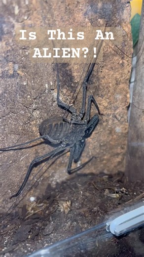 ALIEN!😱 My TAILLESS WHIP SCORPION, Ripley. #Amblypygi #taillesswhipscorpion #whipspider #arachnid