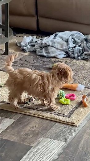 Ricky the Yorkie’s Zoomies! Playful Puppy Runs Wild