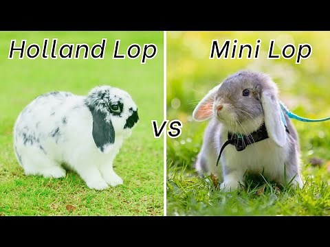 Holland Lop vs Mini Lop: Which Bunny Should You Choose?