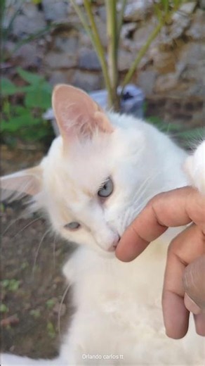 O momento mais fofo: Gato branco carinhoso mordiscando meu dedo! 😻