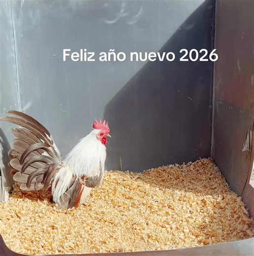 Understanding Bantam Roosters: A Complete Guide