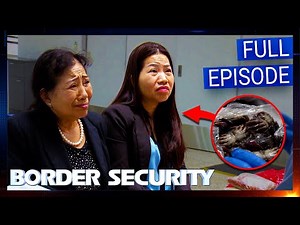 Travellers Caught Smuggling Live CRABS | S14 EP13 FULL EPISODE | Border Security Australia