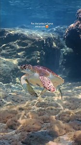 Good morning from under the Cypriot sea! 🐢💙 Every encounter with turtles and marine life here is pure magic — but also a reminder of our responsibility. While on holiday, enjoy them respectfully: admire, photograph, but never touch or interfere. Together, we can protect the beauty that makes Cyprus’ seas so special 🌊✨ 🎥 IG @theodoroskoulentis | Visit Cyprus
