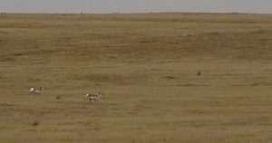 Pronghorn Antelope Run Through Grass Stop Stock Footage Video (100% Royalty-free) 1007959252 | Shutterstock