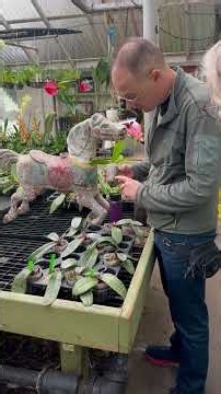 Orchid 101 Class #workshop #plantcare #greenhouse #garden #houseplants #plants #garden #nature