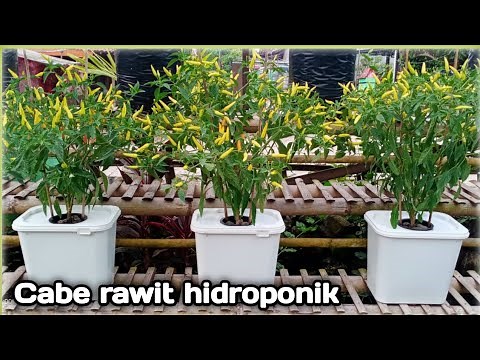 Menanam cabe rawit hidroponik