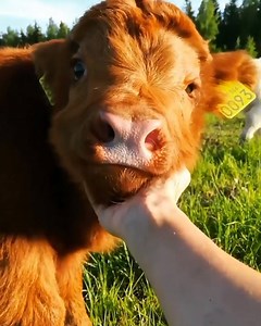 Show this cute, cuddly cow to someone to brighten up their day 😊☀️ | VT