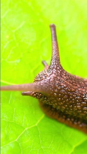 Top 10 Amazing Facts About Snails for Kids! Educational Video #snails #snailshell #snailfacts