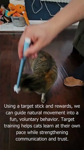 Target Training Teaching a Cat to Spin