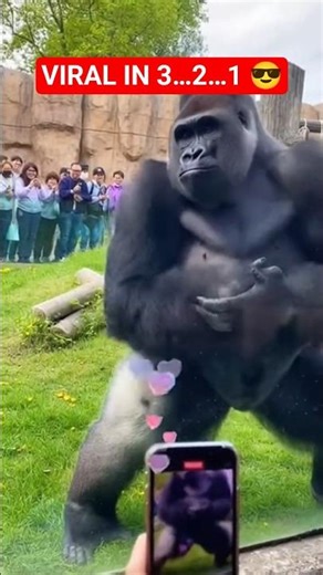 Gorilla Goes Full TikTok Live With Flirty Moves at the Zoo