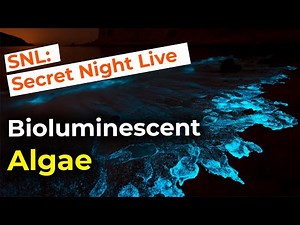 Bioluminescent Algae, Dinoflagellates | breathtaking glow in the dark!