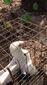 This is how I captured live eagle today | Decency Ogidi