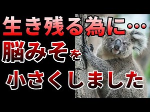 【ゆっくり】アホになってまで生き残った！コアラの生存戦略とは⁉