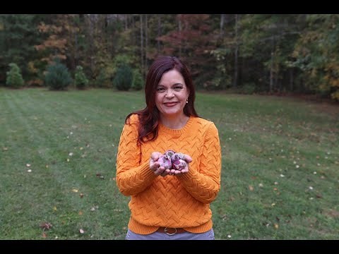 How to Plant Spring Bulbs for Colorful Blooms | Proven Winners