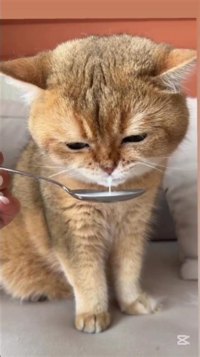 Cutest Cat Drinking Milk 😍🥛 | The Most Adorable Moment You’ll See Today! #shorts #shortsfeed #cat