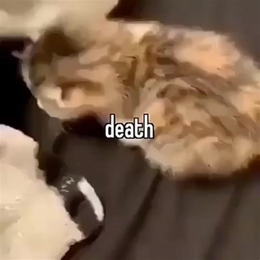Die