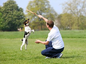 The mental health benefits of pets