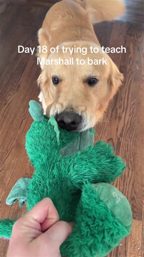 How to Teach a Golden Retriever to Bark: Day 18 Tips