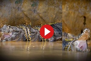 Viral Video: Giant Anaconda Crushes Crocodile to Death, Last Moments Caught on Camera.