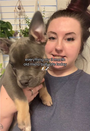 Introducing Raw Foods to My Micro Bully Puppy