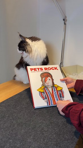 📚🐾 ptcoon Buchwoche – Tag 2 Heute wird’s ikonisch: „Pets Rock – More Fun than Fame“ ist ein Kunstbuch aus der Zeit vor KI, in der Tiere in Fotocollagen berühmte Celebrities verkörpern. ✨ Die weiße Katze als Marilyn Monroe? Unvergesslich. Hardcover oder Paperback – jedes Durchblättern bringt neue Details ans Licht. Nur eine Doppelseite Text am Anfang, dann sprechen die Bilder für sich. 📖 Mehrsprachig: mindestens Deutsch & Englisch. 🔗 [Werbung | Ad | Affiliate] Link zu unserer Amazon Bücherwoc