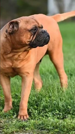 3 Facts About Bullmastiffs That Will SHOCK You 🤯