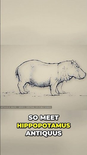Extinct HIPPOPOTAMIDAE you did not know existed!