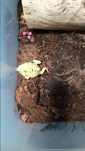 PacMan Frog Eating Slow Motion