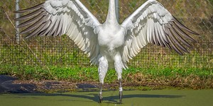 Whooping Crane in Louisiana