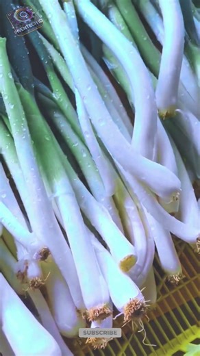 Innovation Green Onion Packing Machine: Fast Precision Bundling System