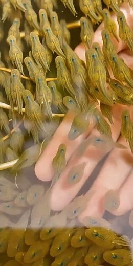 Baby African Butterflyfish Swarm