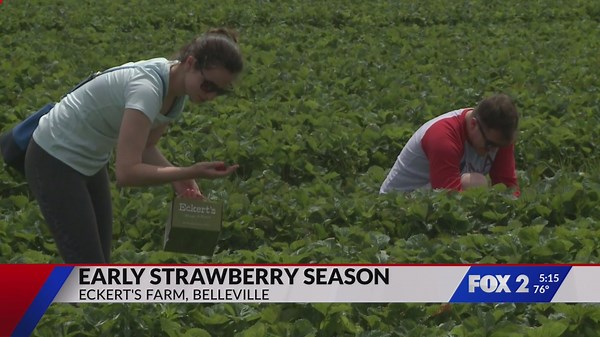 Eckert’s Farm announces early start to strawberry season