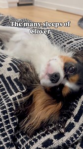 How do you sleep? | Clover & Buttercup