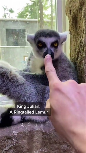 Keeper Boops the Noses of Our Cutest Animals! 🥹🐾