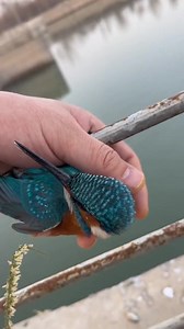 53M views · 1.6M reactions | Humanity and compassion do still...