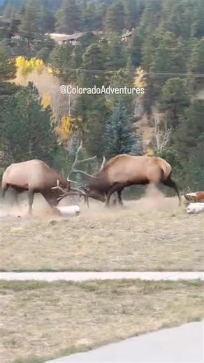 Bit of a dust up 🥊 #WildUnhinged Credit: Colorado Adventures • • • #elk #bullelk #rut #elkfight #elkseason #antlers #wildlife #outdoors #nature #WildTV | Wild TV - Canada's Hunting and Fishing TV Network