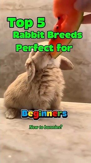 Top 5 Rabbit Breeds You NEED to See! Which one would you adopt? #rabbit #bunny