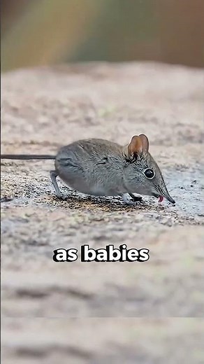 Only 2 Grams — But a Predator!