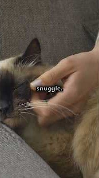 Why Do Cats Love Cuddles? The Purr fect Science! #shorts