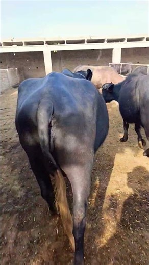 buffalo farming, buffalo talaab, buffalo cartoon, bhains wala cartoon,#cows #animals #buffalo