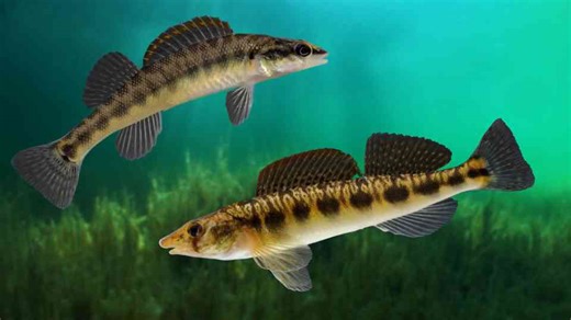 When nature fights back: How one invasive species hunts another