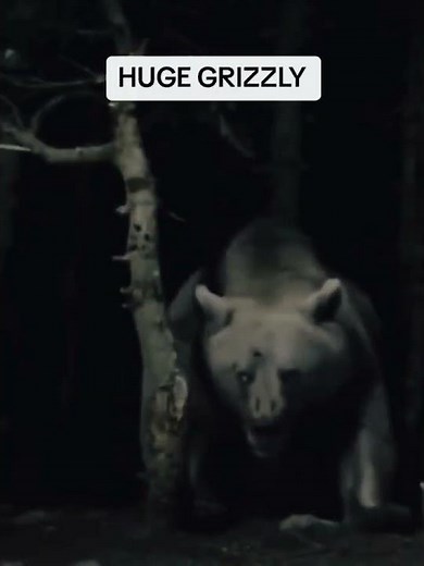 Massive Grizzly Bear Caught on Camera | Wild Encounter in the Wilderness