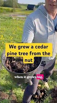 We grew a Siberian cedar tree from seed and planted it. When will it start producing pine nuts?