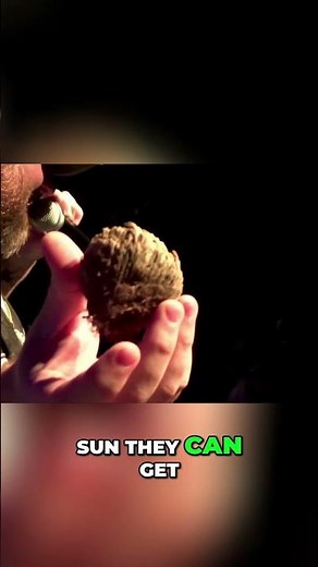 The Rose of Jericho: A Symbol of Resurrection and Hope! #shorts