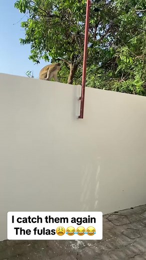 Female An2 Jatta Njie🇬🇲🕋📿 (@user7504435802751jatta)’s videos with original sound - Funny_babies😂