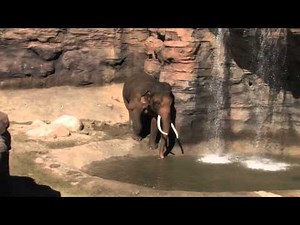 L.A. ZOO'S ELEPHANT EXPLORES NEW HABITAT